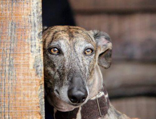 European parliament takes a stand for dog welfare in Spanish hunting industry