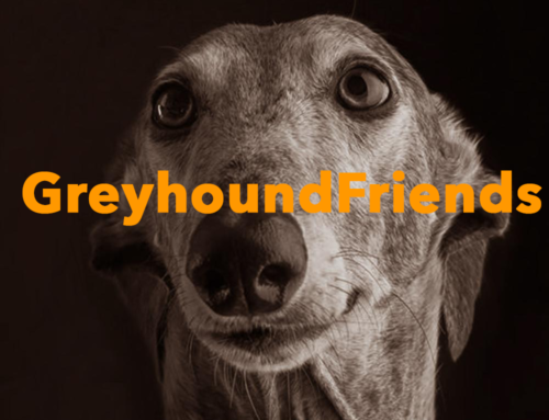 GreyhoundFriends