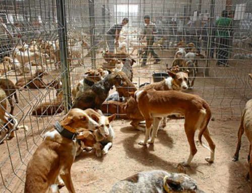 Hunting dogs excluded from the National Animal Welfare Law in Spain